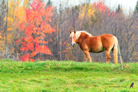 cheval Belge 2023-10-24 A9_02192_Nik_DxO_DxO