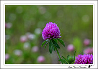 Fleur 2015-06-20_A47R5555