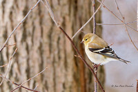 Chardonneret jaune 2025-03-11 A9_03325_DxO_DxO