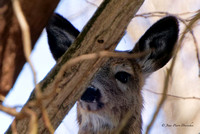 cerf de Virginie 2025-03-28 A9_03531_DxO_DxO
