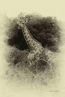 Girafe 2020-01-28_06.06.A9_08022_Nik_DxO