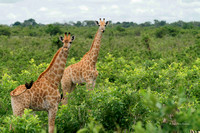 Girafe:Giraffe 2020-01-22_10.45.A9_05544_Nik_DxO
