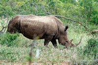 Rhinocéros blanc 2020-02-03_10.04.A9_00844_DxO
