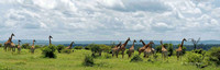 Girafe Lower Sabie Parc Kruger ILCE-7M3 24-105mm ISO 200 1:2500 s ƒ5 2020-01-30_11.17.A7300869_Nik_DxO