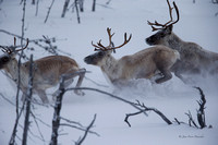 Caribou 20150106_0645_DxO_DxO