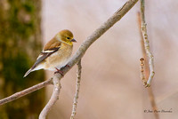Chardonneret jaune 2025-03-11 A9_03329_DxO_DxO