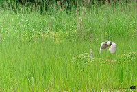 Bihoreau gris 2022-06-22_08.18.A9_06397_Nik_DxO_DxO