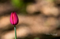Fleur 2015-05-23_A47R4623