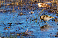 Bécassine de Wilson 2024-10-28 A9_09039-Sony-rawdenoise-sharpen_DxO_DxO