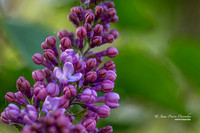 Fleur 2015-05-23_A47R5326