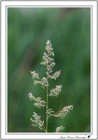 Fleur 2015-06-20_A47R5544