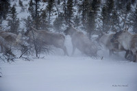 Caribou 20150106_0611_DxO_DxO