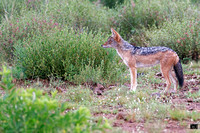 Chacal à Chabraque 2020-01-18_18.14.A9_03674_Nik_DxO_DxO