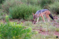 Chacal à Chabraque 2020-01-18_18.14.A9_03677_Nik_DxO_DxO