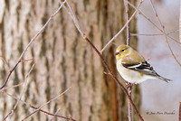 Chardonneret jaune 2025-03-11 A9_03326_DxO_DxO