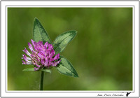 Fleur 2015-06-20_A47R5562