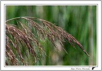 Fleur 2015-06-20_A47R5534